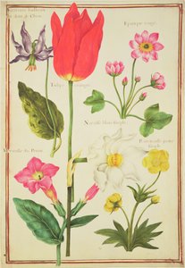 Bloemenstudies